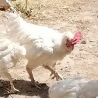 خروس سفید لاری دورگه