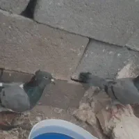 ماده پرشی