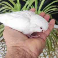 جوجه راهب آلبینوسرلاکی