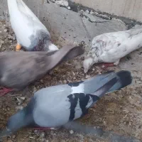 کبوتر طوقی هفت رنگ