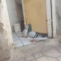 کفتر سار سبز آلمانی نر