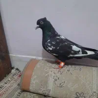 سینه احتمالا نر