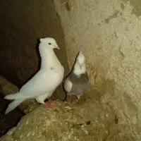 کفتر