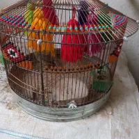 سهره خاکی ۲ماهه