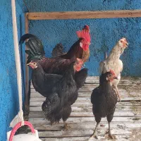 مرغ و خروس عربی
