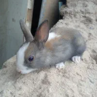 بچه خرگوش|موش و خرگوش|یزد, |دیوار