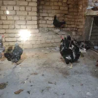 تخم مرغ گلین
