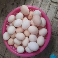 تخم مرغ محلی