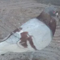 کبو تر پلاکی