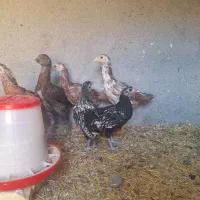 جوجه لاری و برهما و سبرایت