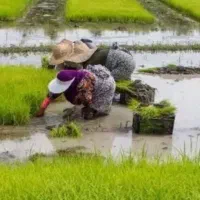 سلام کارگر خانوم جهت نشا کاری در تالش درخدم