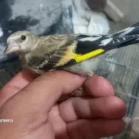 تک و تعداد ماده و نر