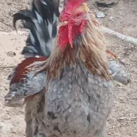 فروش خروس نژاددار مخصوص پرورش