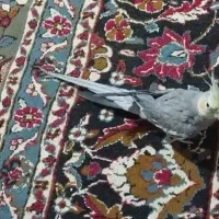 عروس‌ هلندی