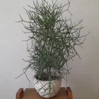 جون من برگ بده