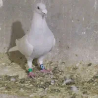 الماسی پلاکی نک سفید سرور پلاکی نک سفید