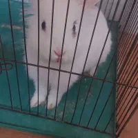 خرگوش لوپ دستی