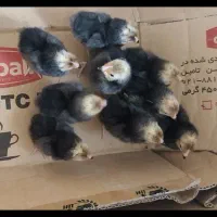 جوجه ورورک المانی