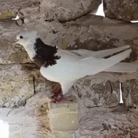 طوقی سرخ پرشی