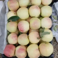 سیب باغی کهنز با کیفیت بالا اماده بارگیری