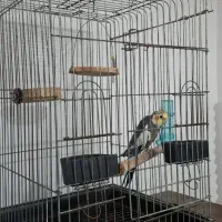عروس هلندی نر