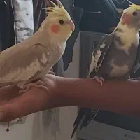 عروس هلندی دستی سالم سخنگو