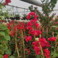گل کاغذی گلخانه ماه گل