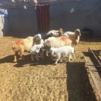 ۵عدد میش با بره بزرگ
