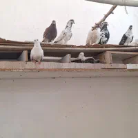 کفتر کبوتر