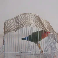 طوطی برزیلی