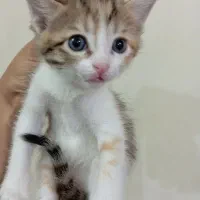 گربه