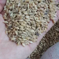 گندم