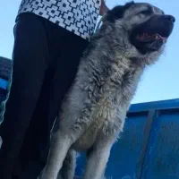 سگ‌سراب