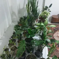 گل آپارتمانی