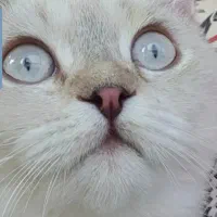 غذای گربه