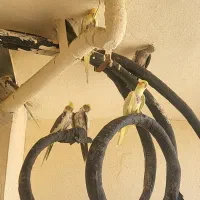 فروش عروس هلندی