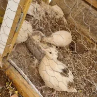 فروش بلدرچین