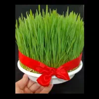 سفارش عمده سبزه عید