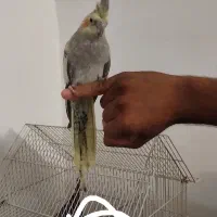 عروس هلندی دستی معاوضه با  کفتر رنگه. شهرستانی
