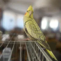 عروس هلندی گلباقلی