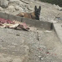 سگ ماده 2/5ساله نگهبان