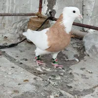 کبوتر طوقی لیمو گرفته