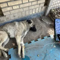 دامپزشک در محل حمایتی
