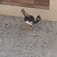 فروش دو عدد خروس