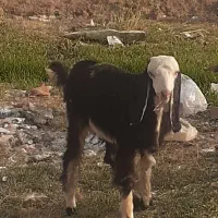 بزغاله نر  بره گوسفند
