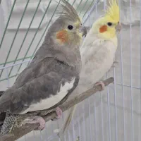 عروس هلندی مولد