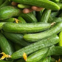 خیار محلی خیارشوری