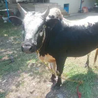 ورزا چالوسی وزن زنده سرپا بره باسکول حداقل۲۴۰
