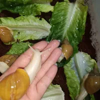 حلزون|خزنده|شیراز, لاله|دیوار