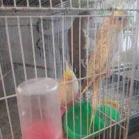 پرنده